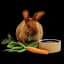 Rabbits Food