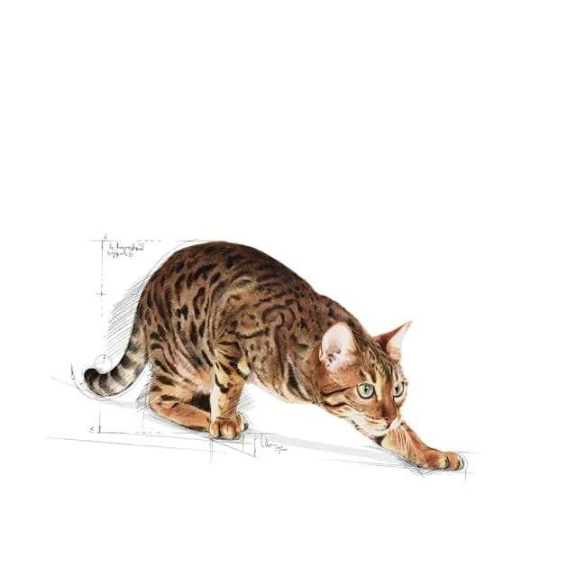 Royal Canon Aut