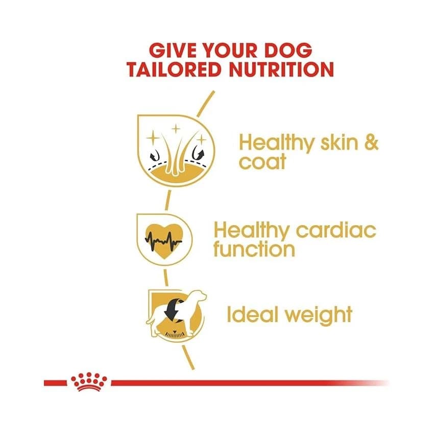 BHN GOLDEN RETRIEVER 12KG