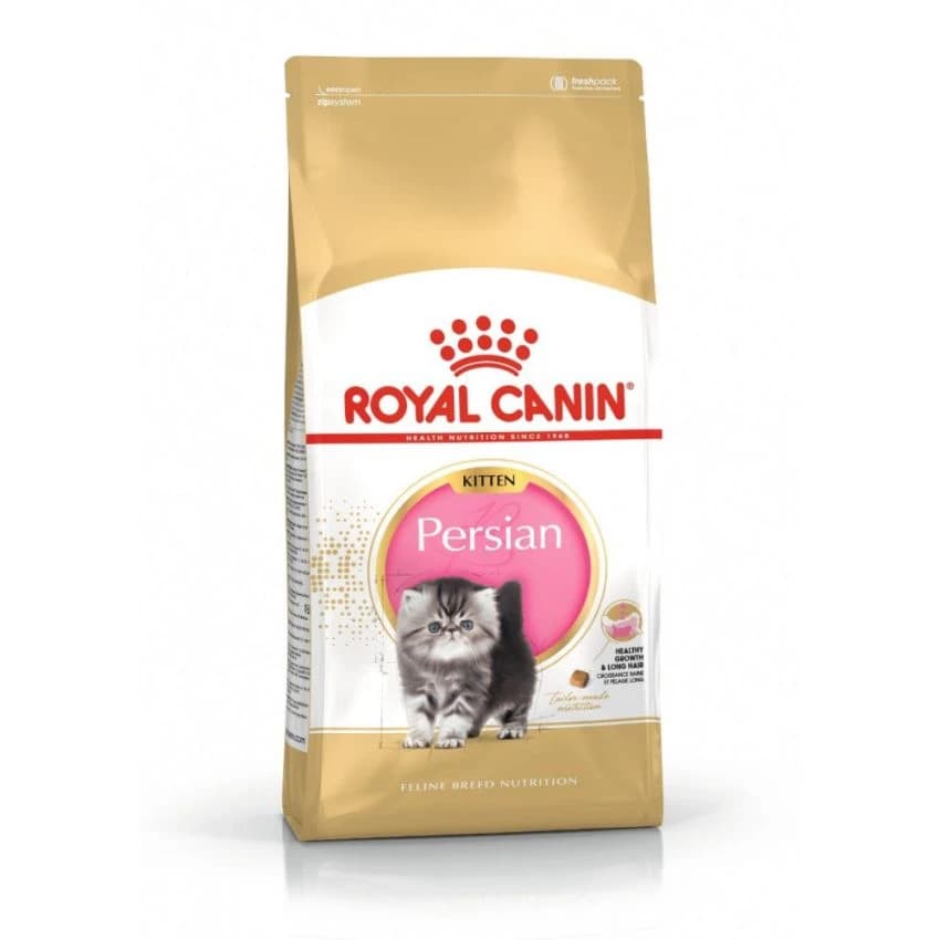 FBN KITTEN PERSIAN 32