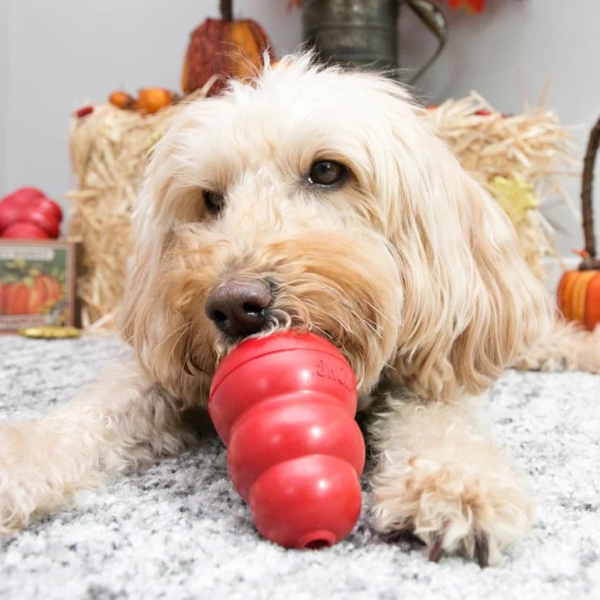 KONG Classic Medium