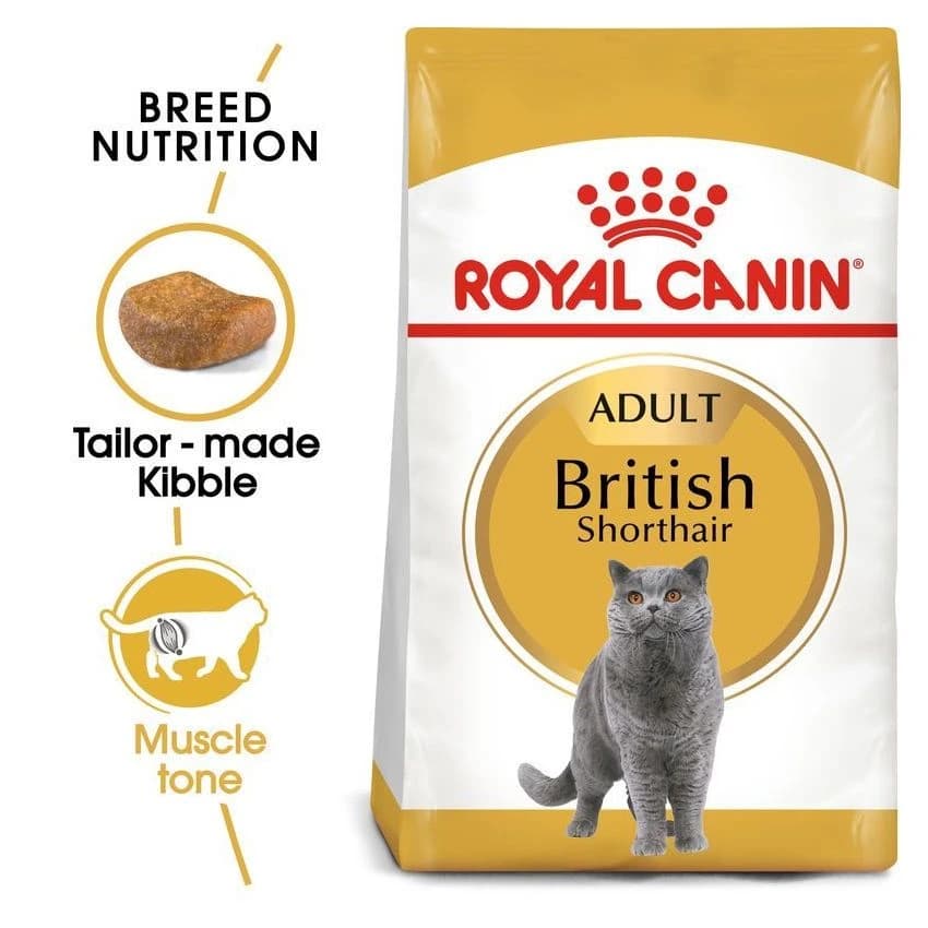 FBN BRITISH SHORTHAIR