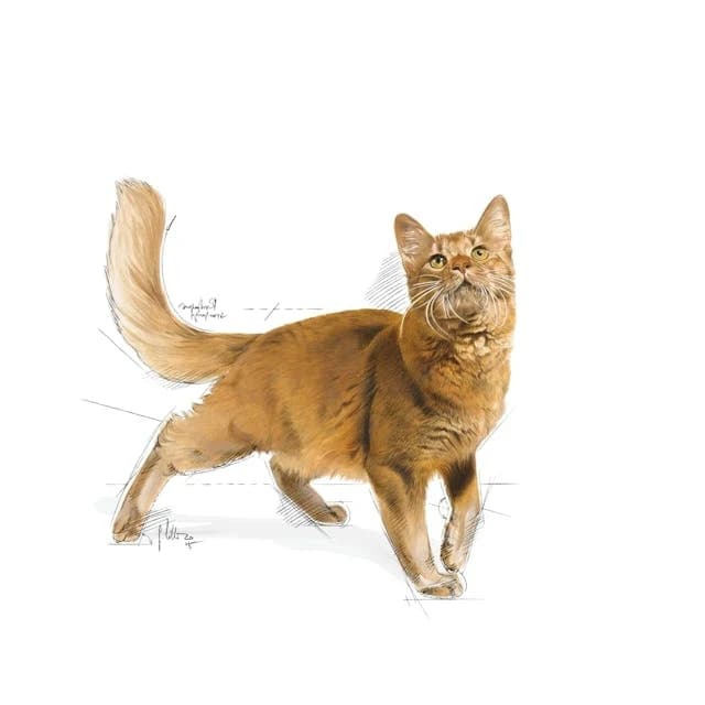 Royal Canin Fit