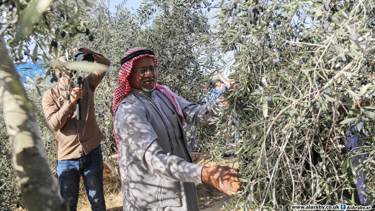 Olive picking season