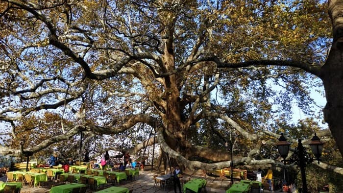 Ankaya tree
