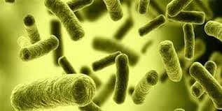 E. coli bacteria