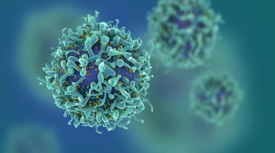 Helper T cells