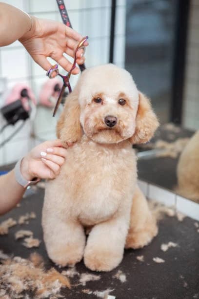 Haircut with Different Styles