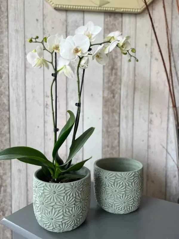 Orchid Plant