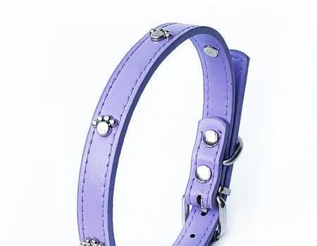 leather dog collar