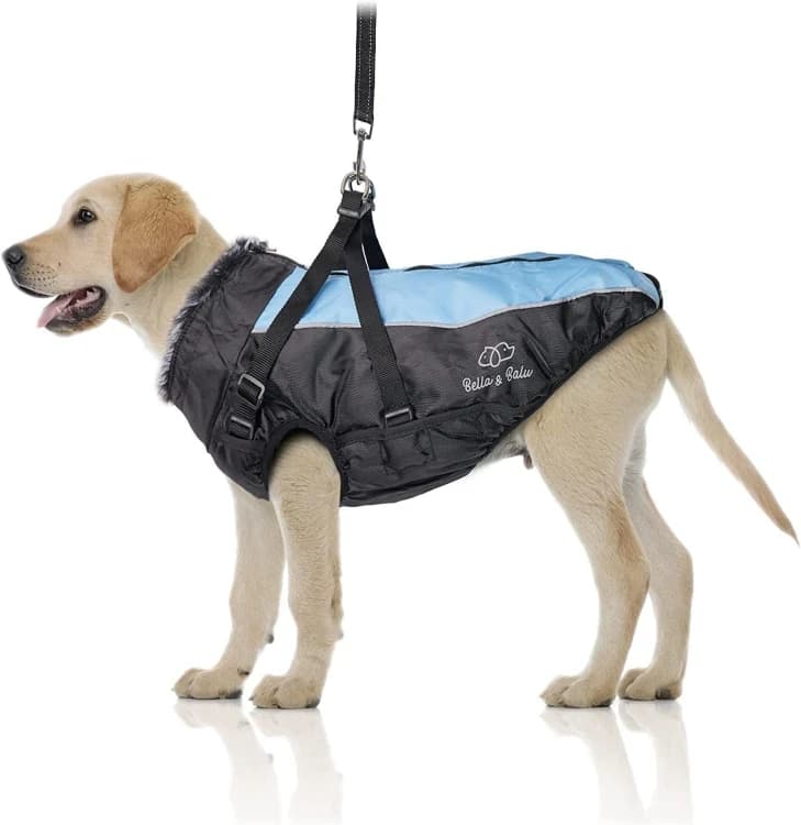 Amazing dog waterproof jacket from xl to 6 xl