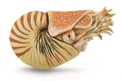 Nautilus pompilius