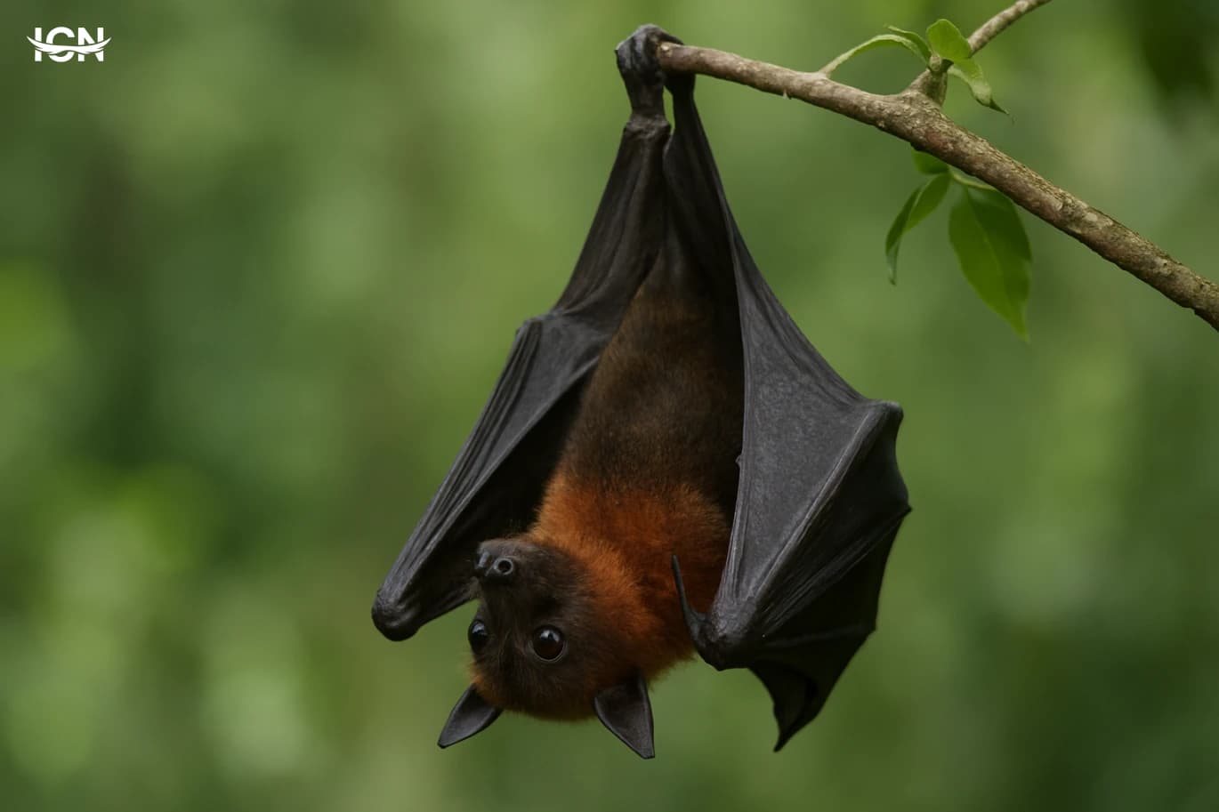 Nipah Virus Risks and Practical Preparedness