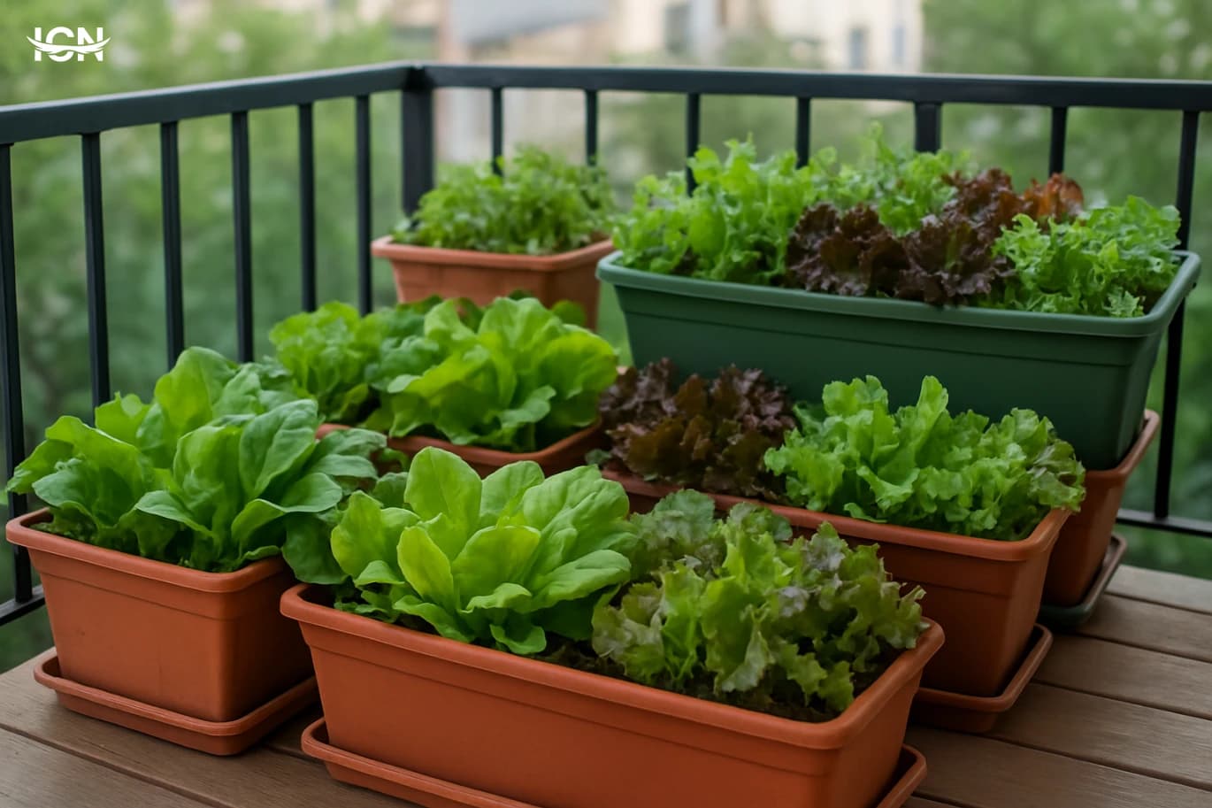 Year Round Salad Greens on a Balcony