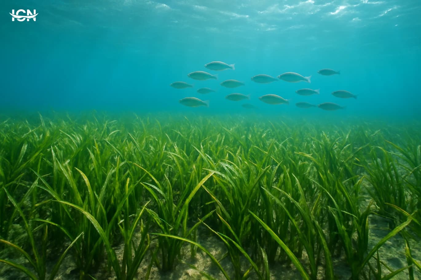 How Seagrass Meadows Keep Seas Alive
