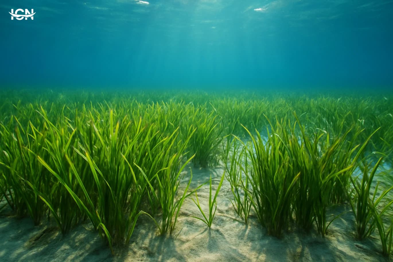 How Seagrass Meadows Keep Coasts Alive