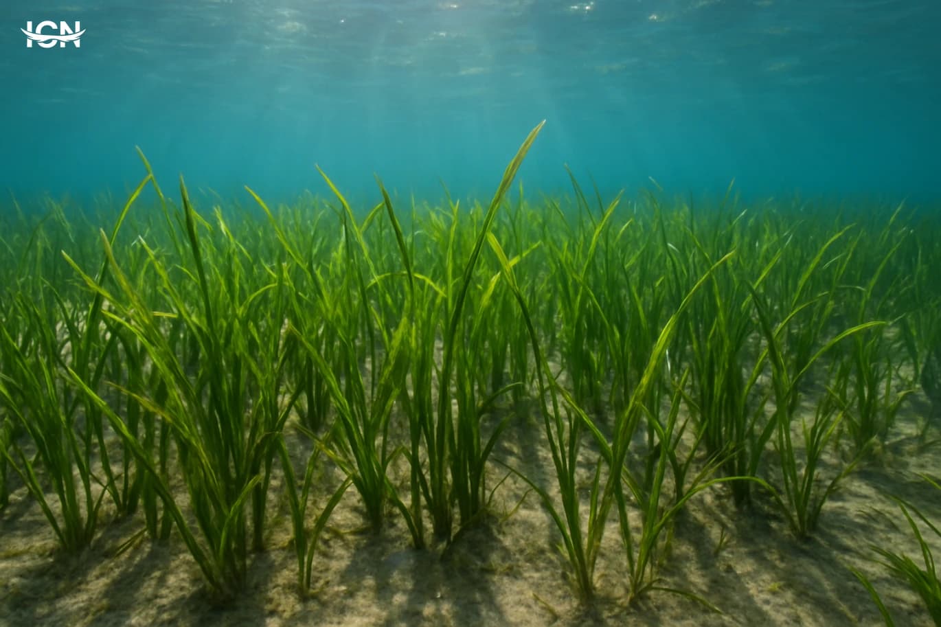 How Seagrass Meadows Keep Coasts Alive