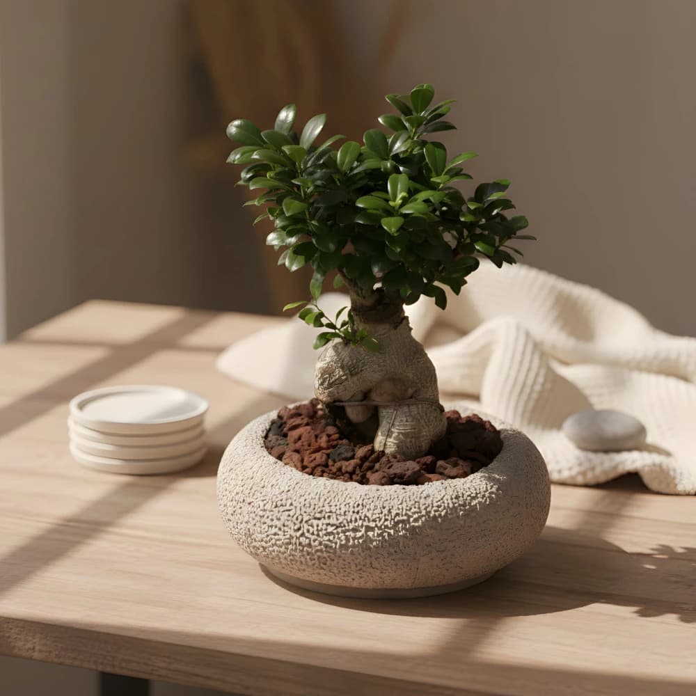 Bonsai Tree Large
