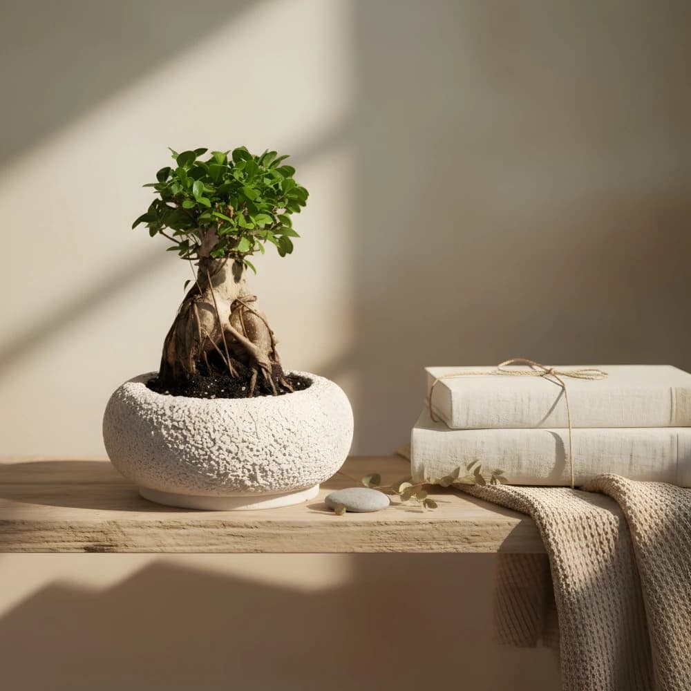 Bonsai Tree Small