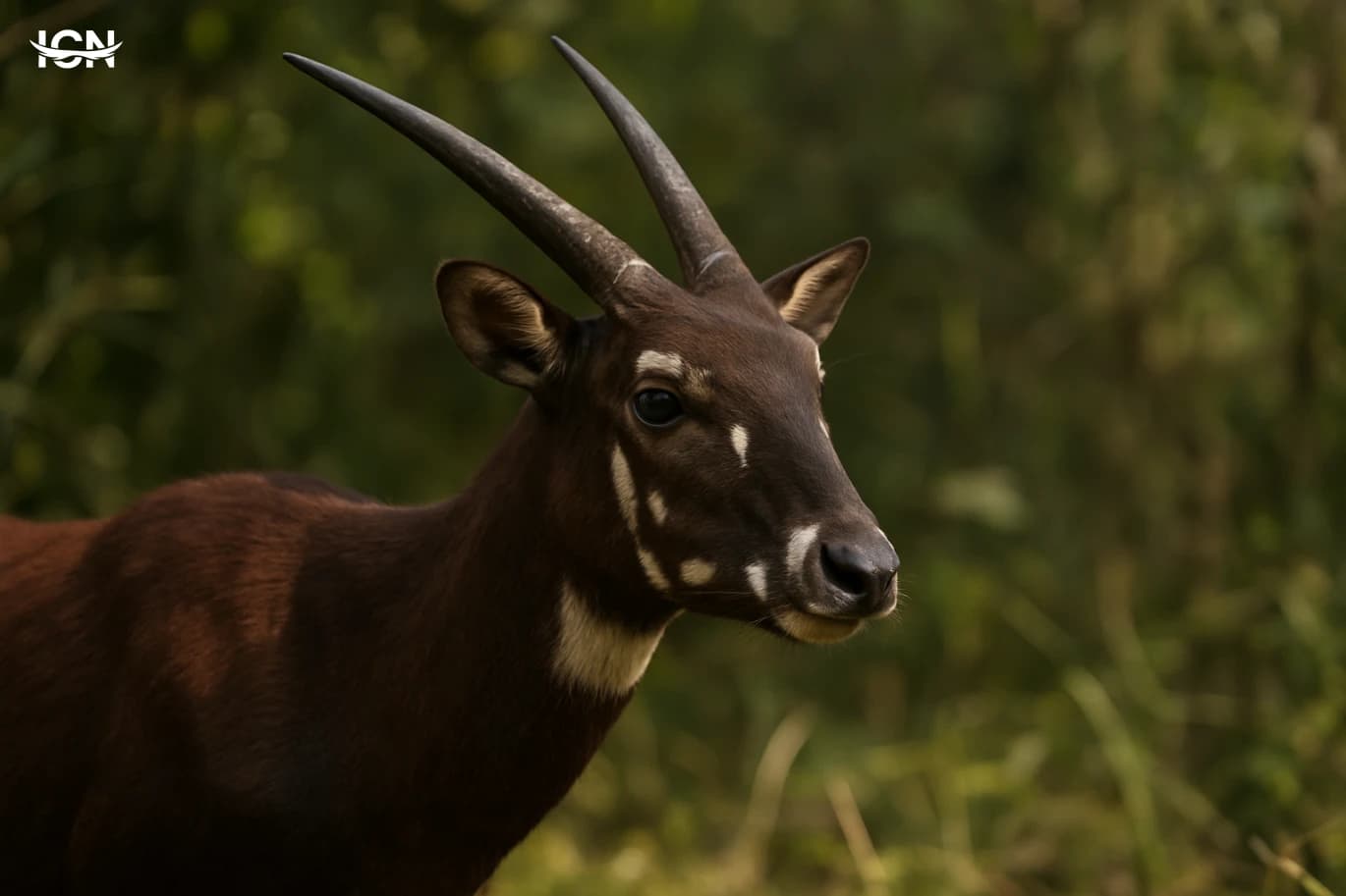 The Saola and the Race to Find It