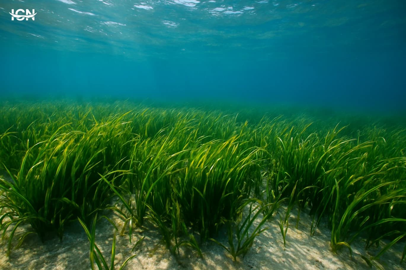 Seagrass Meadows That Keep Coasts Alive