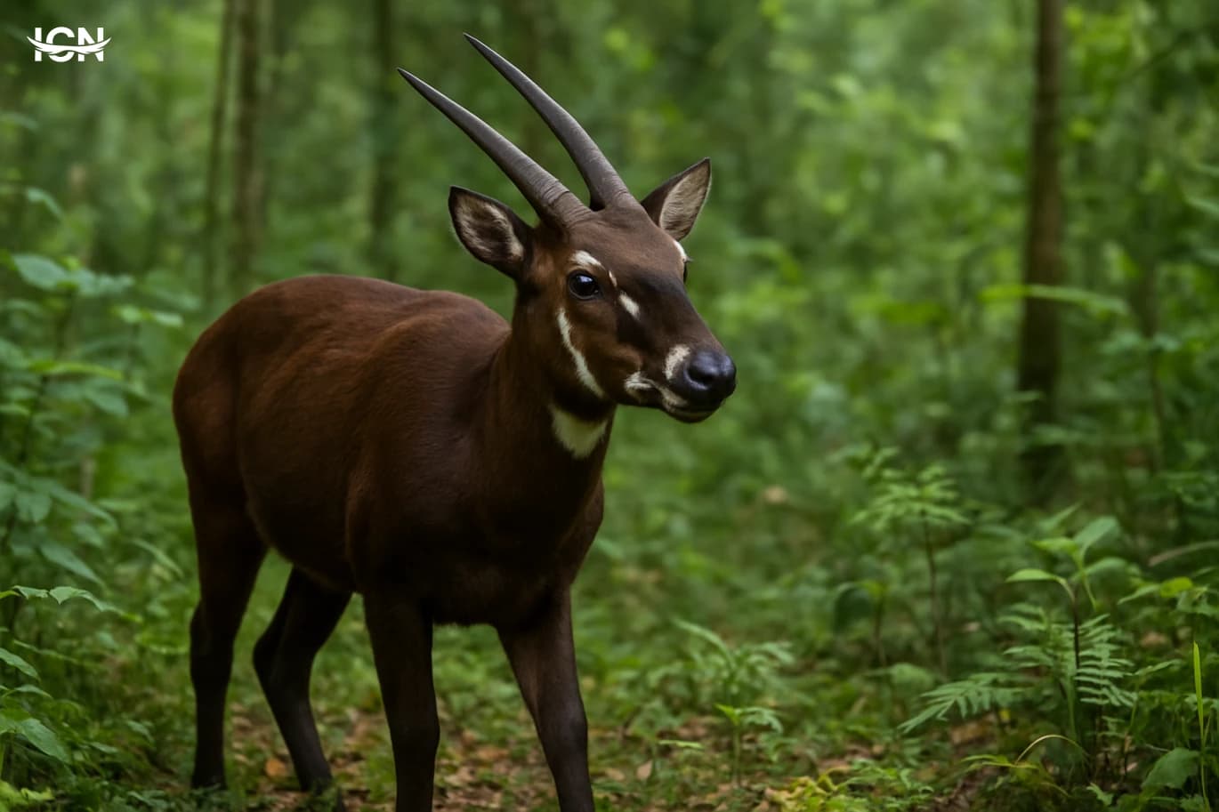 The Saola and the Race to Find It