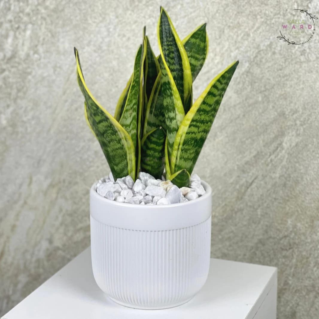 Snake Plant in a Pot