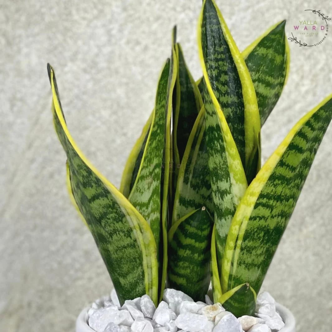 Snake Plant in a Pot