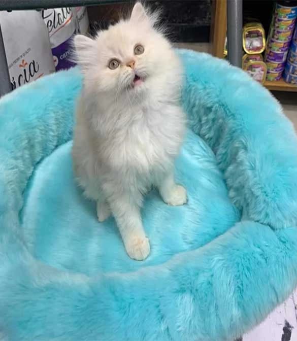Cat Bean Bag - Multi Color