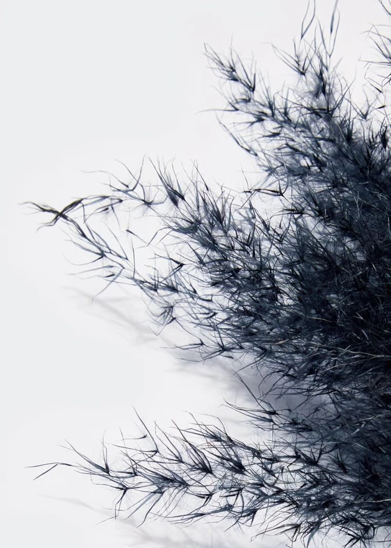 Pampas Grass - Navy
