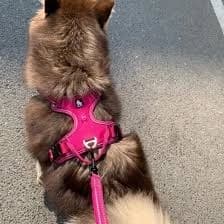 Dog Harness (L)