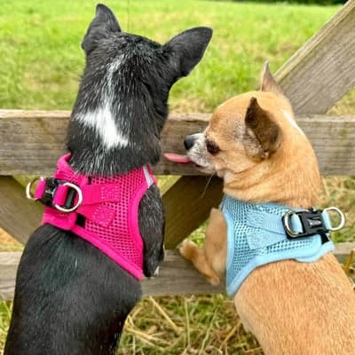 Harness for Dog (S)