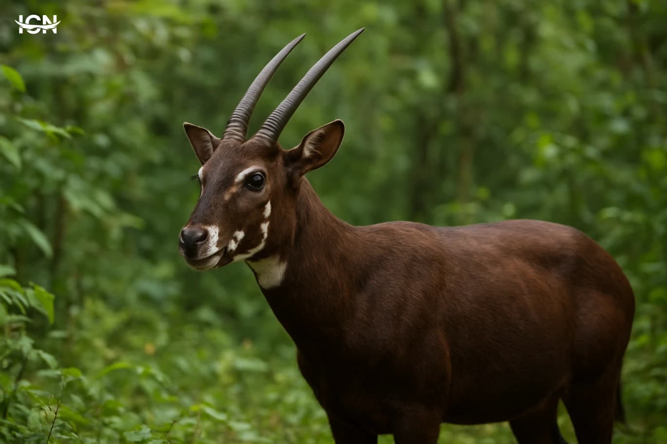 The Saola and the Race to Find It