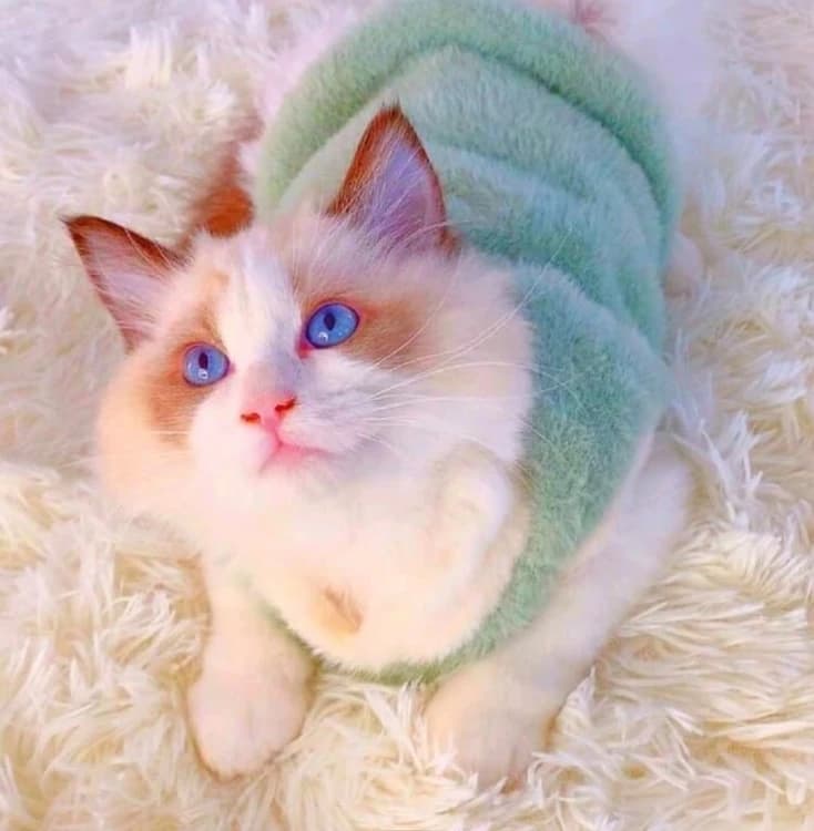 Warm and Comfortable Clothing for Dogs and Cats (S/M)
