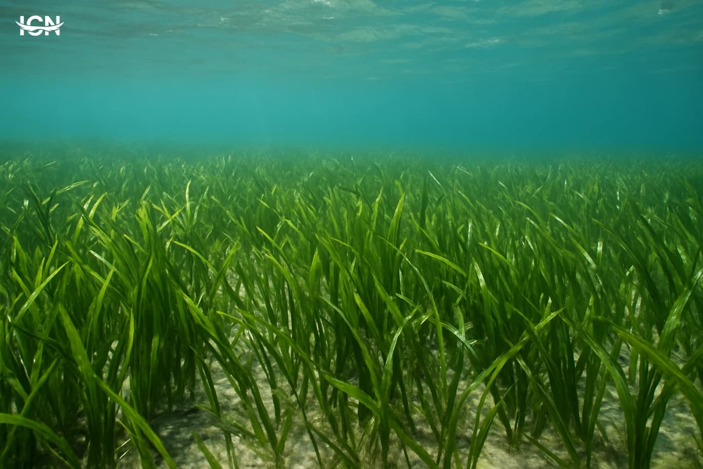 Seagrass Meadows That Keep Coasts Alive