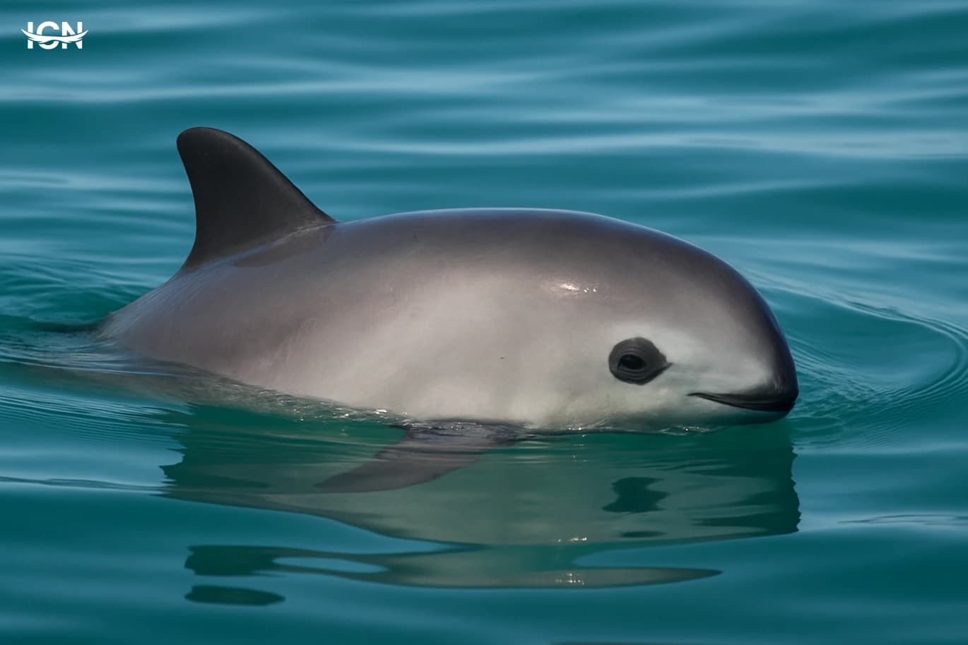 The Vaquita Countdown in the Gulf of California