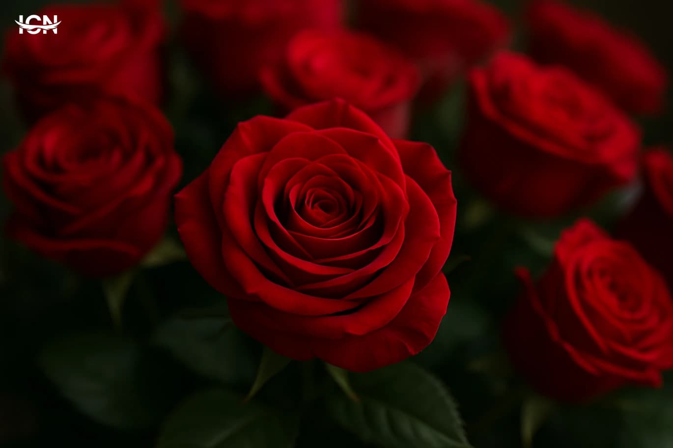 Celebrating Red Rose Day