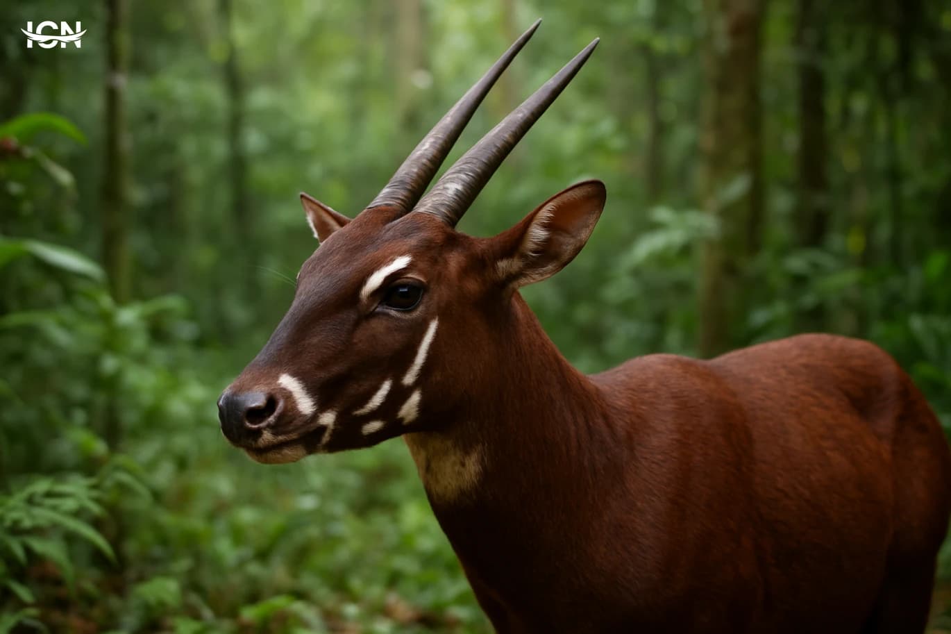 The Saola and the Race to Understand It