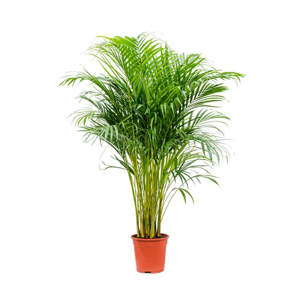 Areca Palm 160 cm