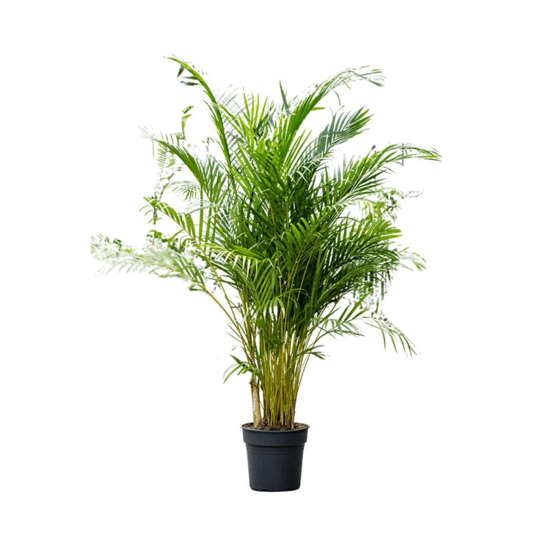 Areca Palm 160 cm