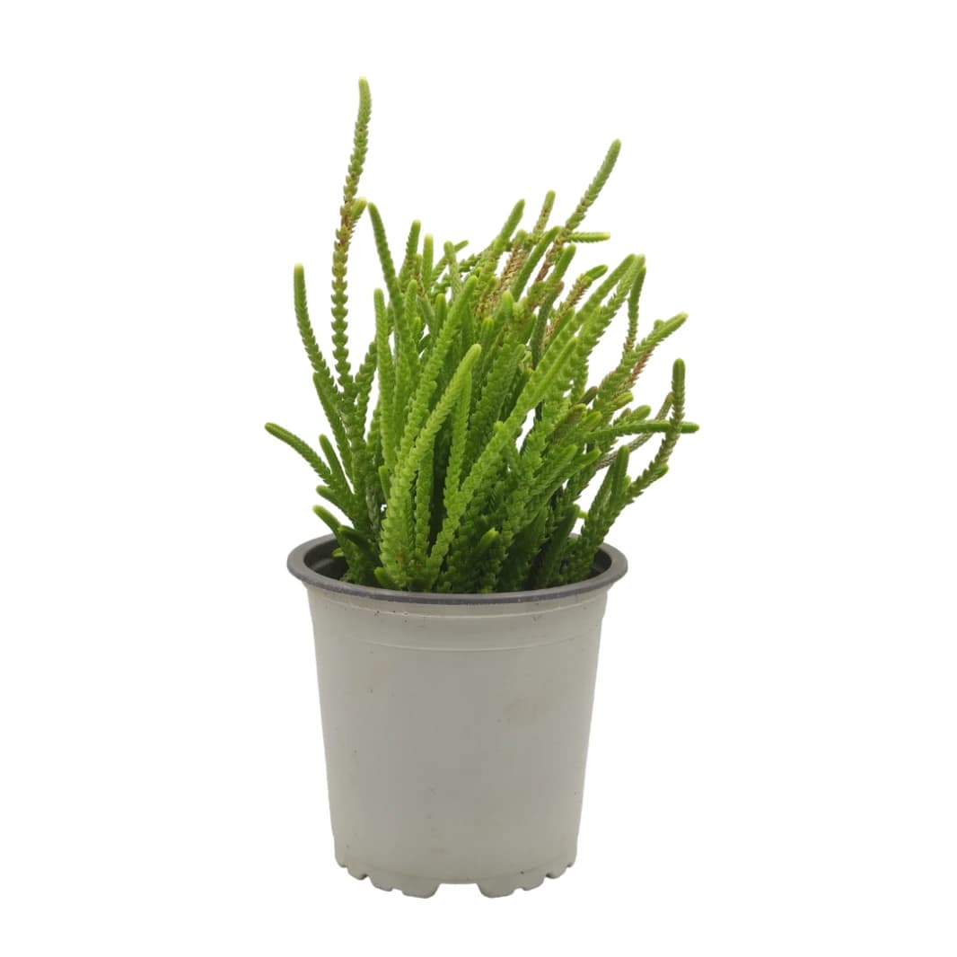 Succulent Plant Crassula - Crassula