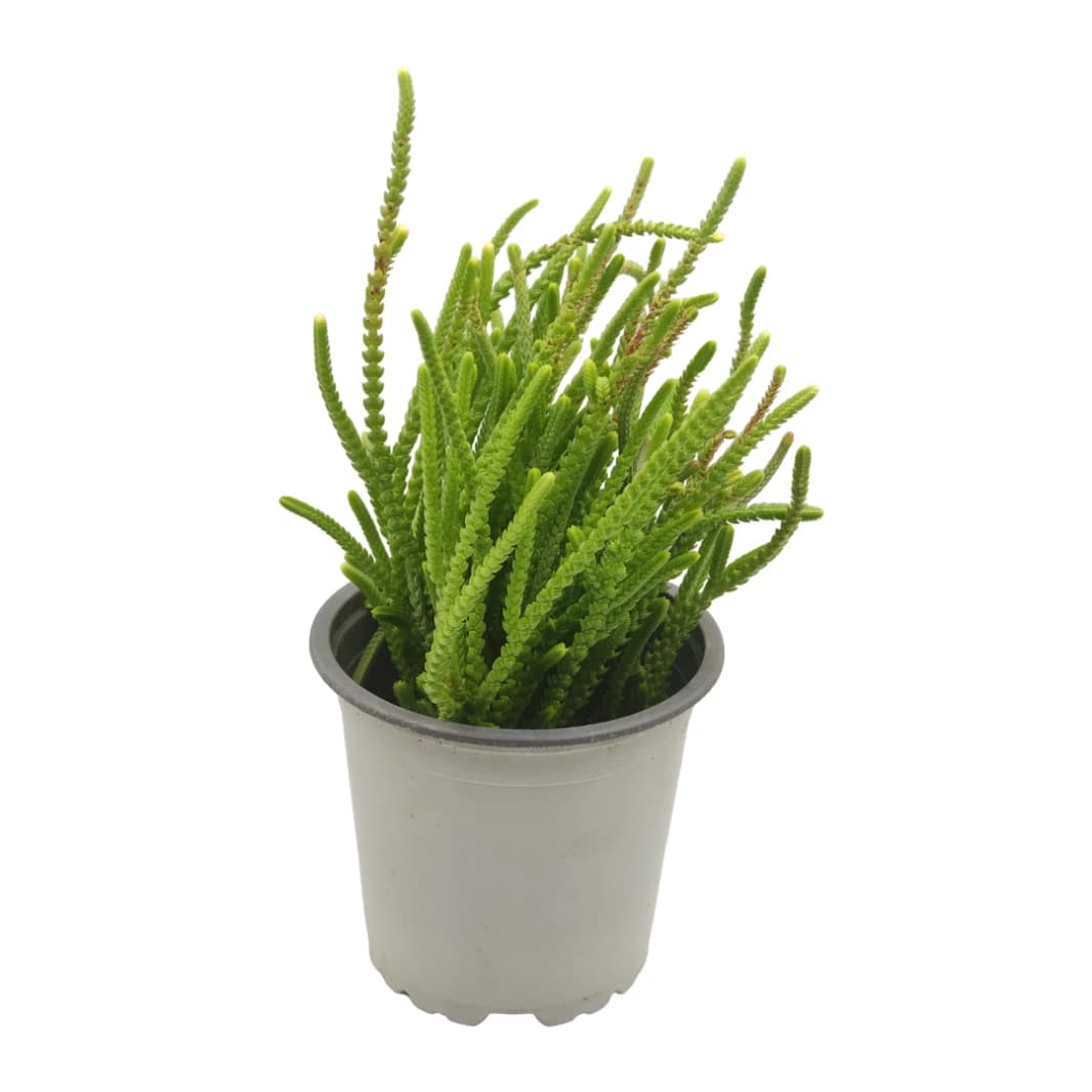 Succulent Plant Crassula - Crassula