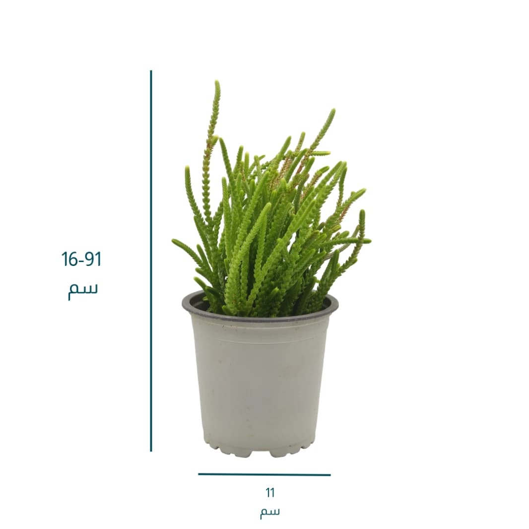 Succulent Plant Crassula - Crassula