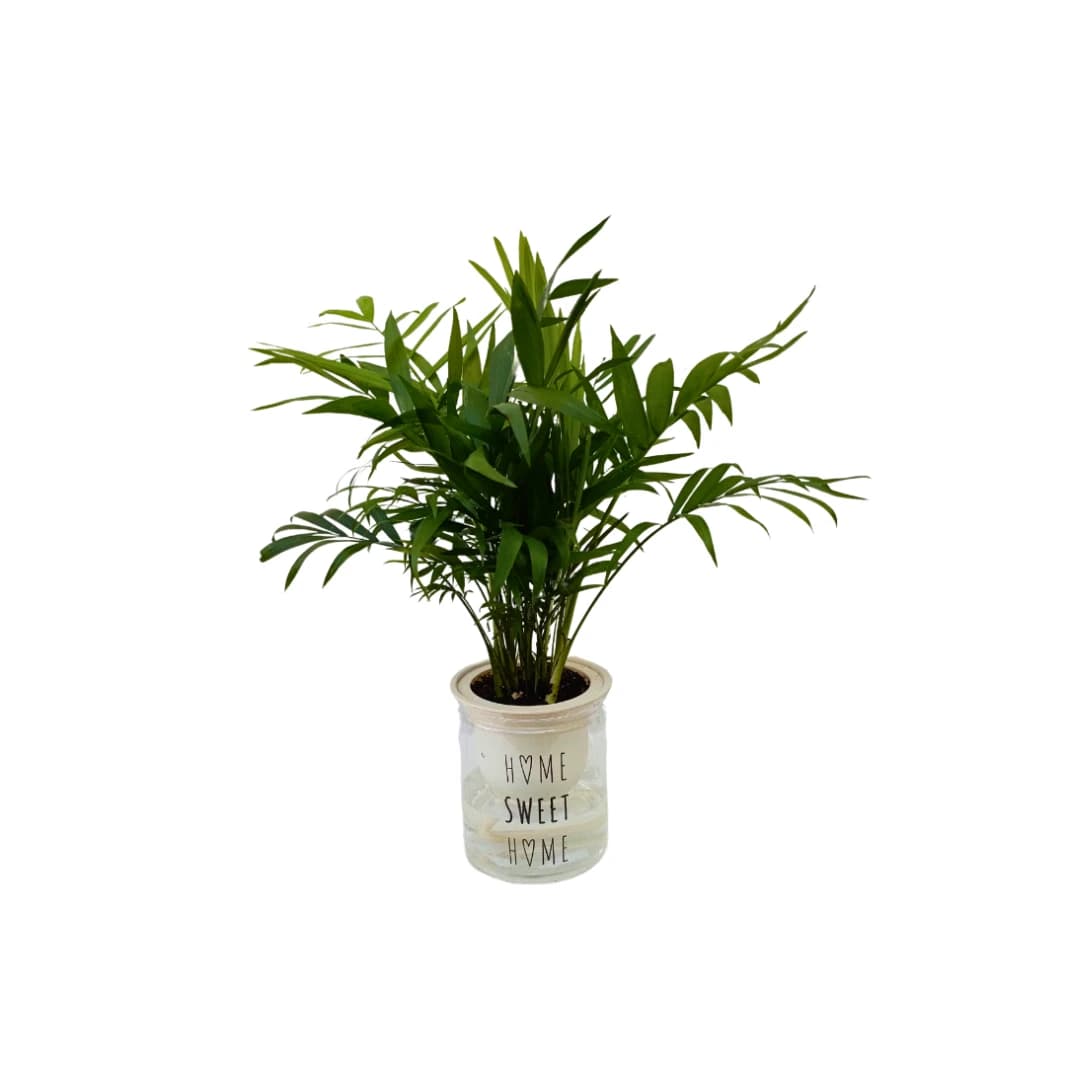 Aquatic Chamaedorea Plant in Pot
