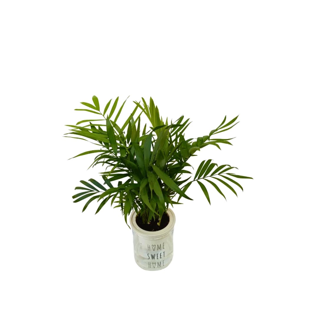 Aquatic Chamaedorea Plant in Pot