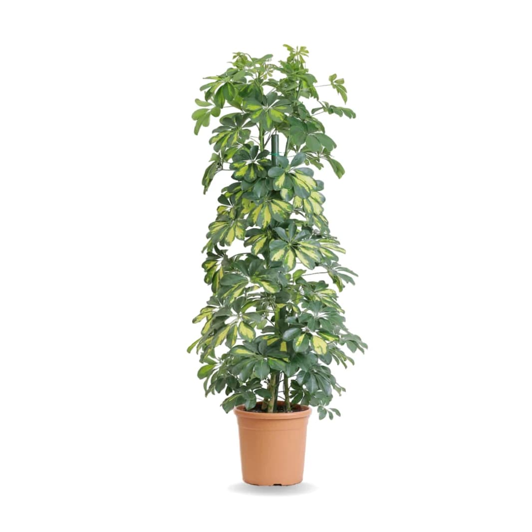 Schefflera Plant
