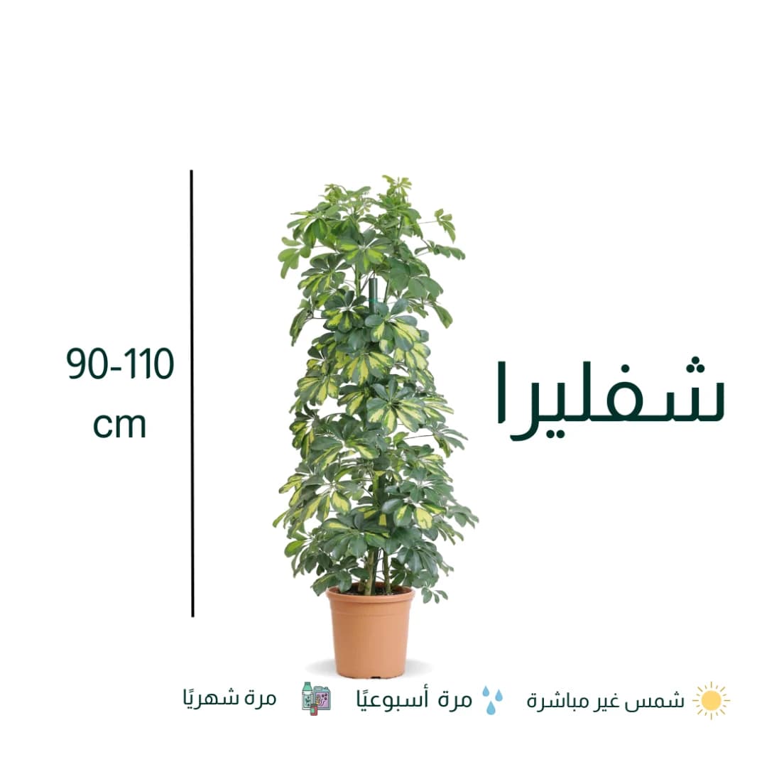 Schefflera Plant
