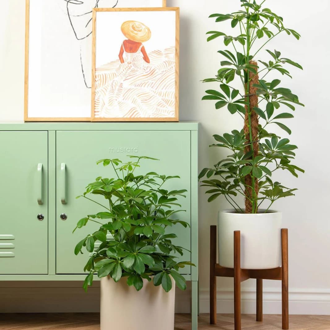 Schefflera Plant