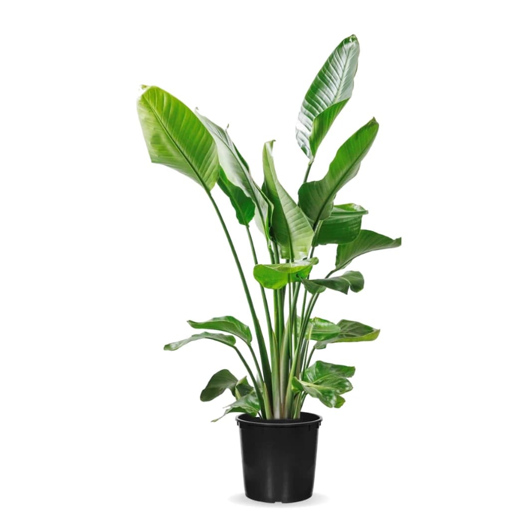 Banana Leaf Plant - Strelitzia Nicolai