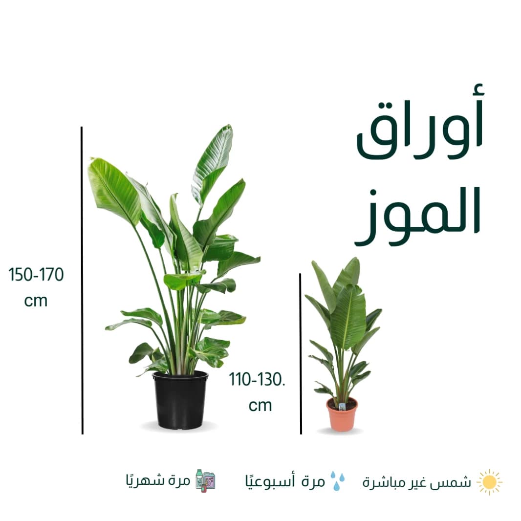 Banana Leaf Plant - Strelitzia Nicolai
